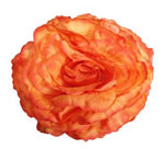 King Large Rose. Salmon/Orange Flamenco Flower. 17cm